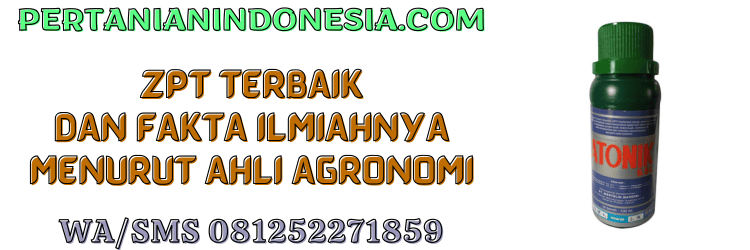 zpt,terbaik,zat pengatur tumbuh,unggul,pertanian indonesia